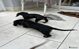 Dachshund dogs for sale: Mini Dachshund Longhaired - Image 8