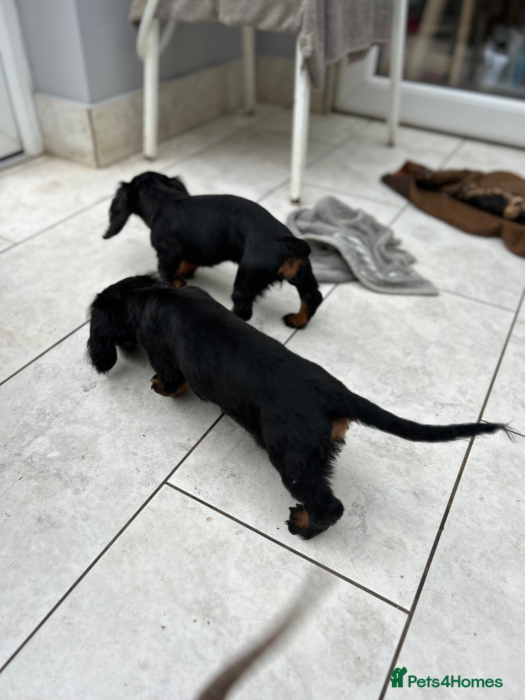 Dachshund dogs for sale: Mini Dachshund Longhaired - Image 8