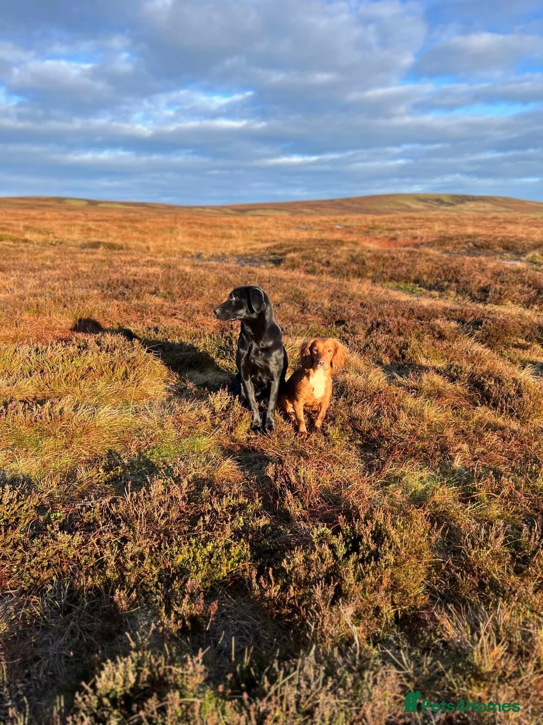 Cocker Spaniel dogs for sale: Kc registered cocker spaniels - Advert 1