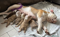 Olde English Bulldogge dogs for sale: CARTEL BLOODLINE OLDE ENGLISH PUPPIES!!  - Image 28