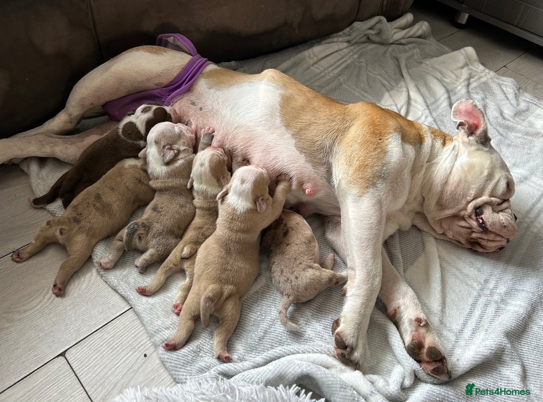Olde English Bulldogge dogs for sale: CARTEL BLOODLINE OLDE ENGLISH PUPPIES!!  - Image 28