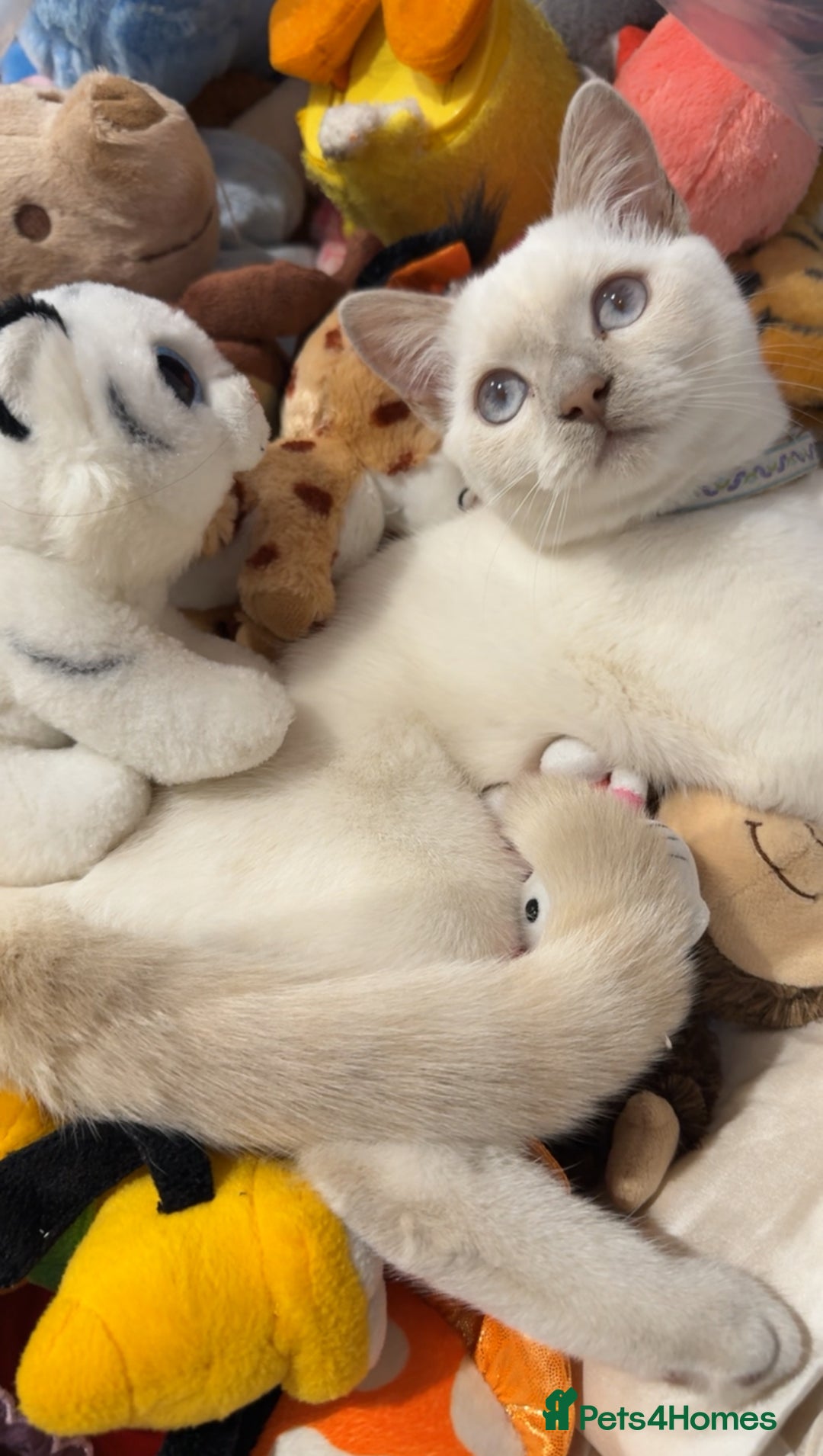 British Shorthair cats for sale: British short hair, Kittens in Greenford - Image 27