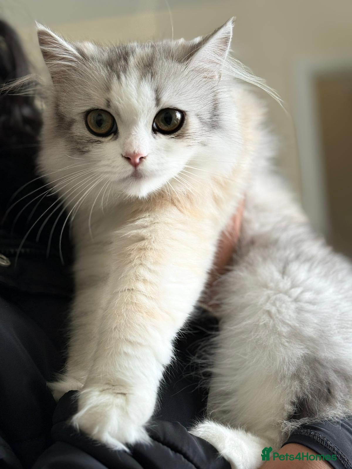 Persian cats ✨ Cute Persian kitten ✨ - Advert 3