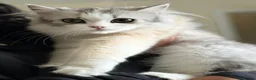 Persian cats for sale: ✨ Cute Persian kitten ✨ - Advert 1