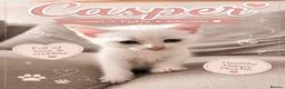 Maine Coon cats for sale: Beautiful Full Maine Coon Kittens - Advert 3