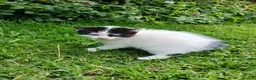 Mixed Breed cats for sale: Cute fluffy little kitten - Advert 22