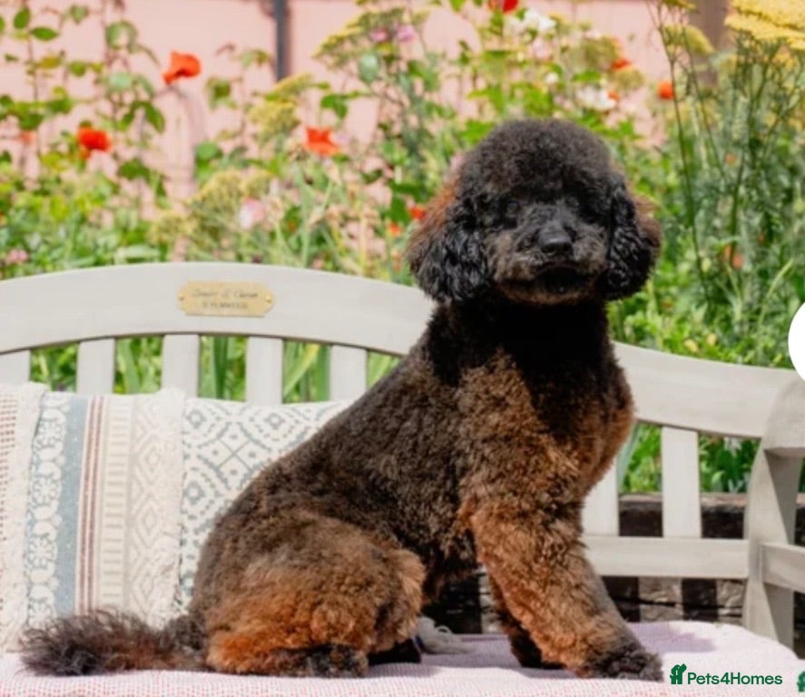 Miniature Poodle dogs Exceptional Agouti Miniature Poodle Stud For Sale - Advert 1