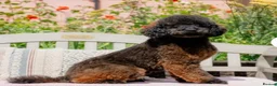 Miniature Poodle dogs for sale: Exceptional Agouti Miniature Poodle Stud For Sale - Advert 1