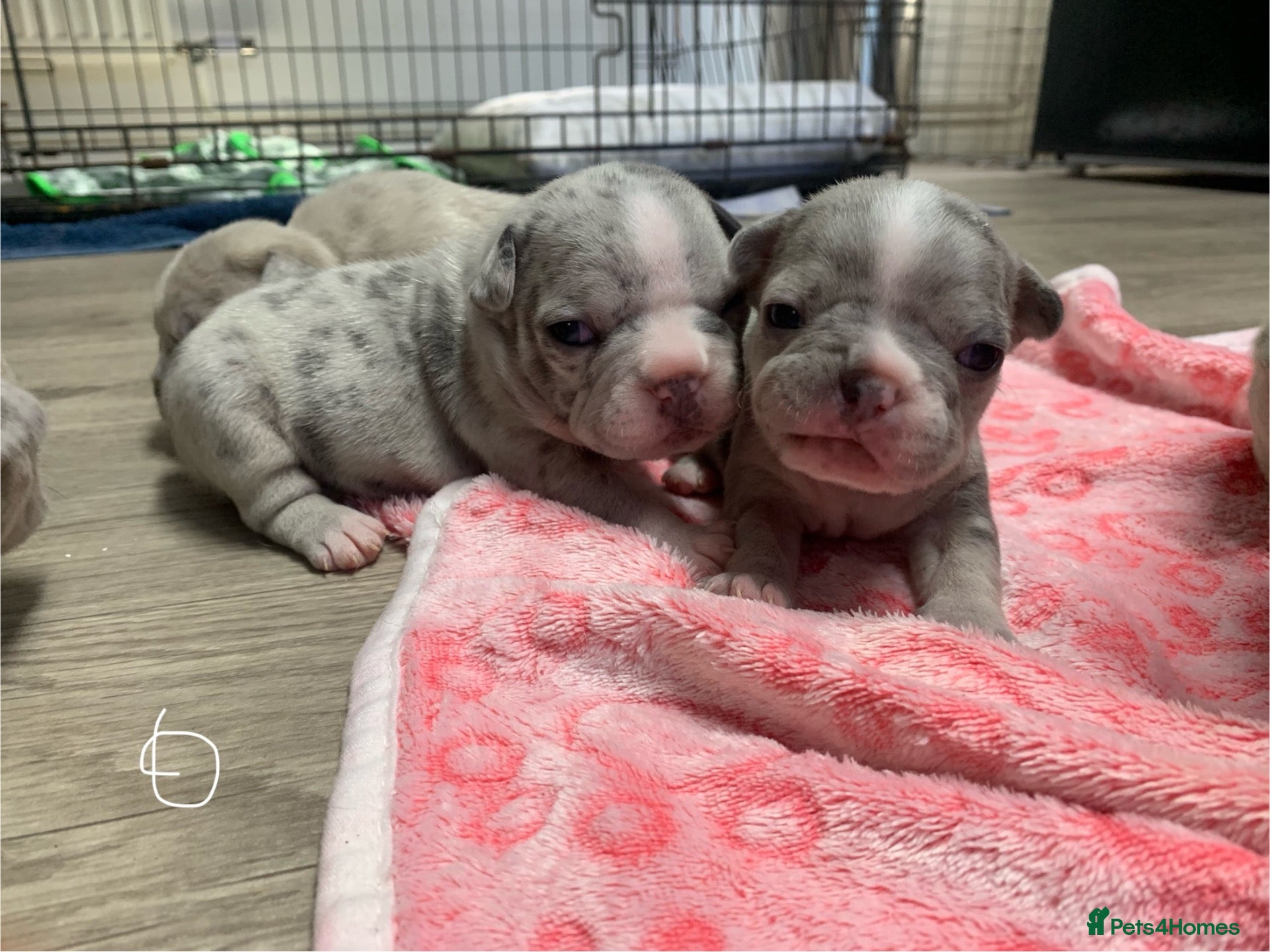 French Bulldog dogs Stunning Merle French Bulldog puppies  - Advert 1