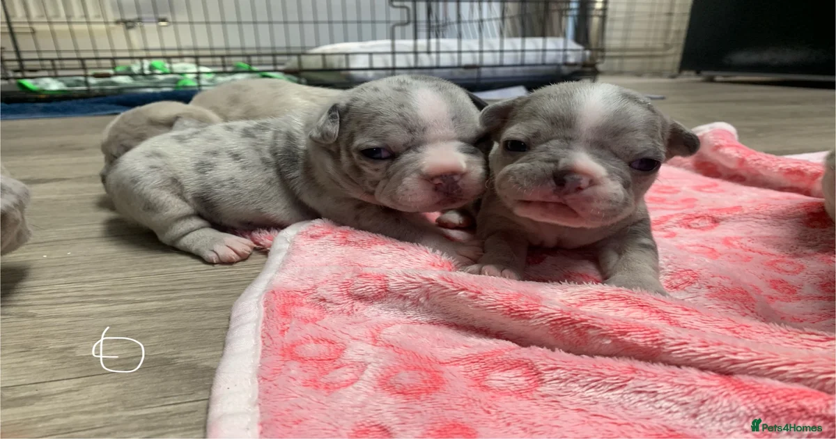 Merle merle French Bulldog Puppies for sale | Pets4Homes