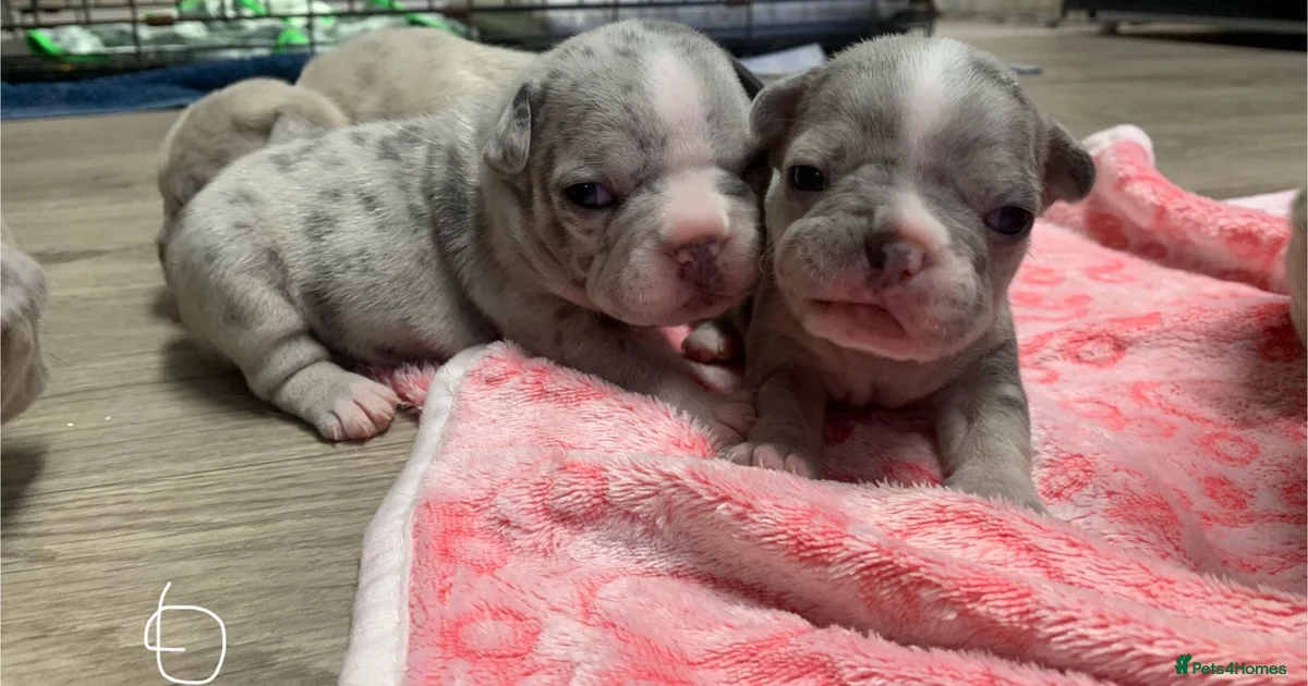 Merul Colur Merle merle French Bulldog Puppies for sale | Pets4Homes