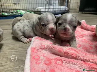 French Bulldog dogs Stunning Merle French Bulldog puppies - Advert 1
