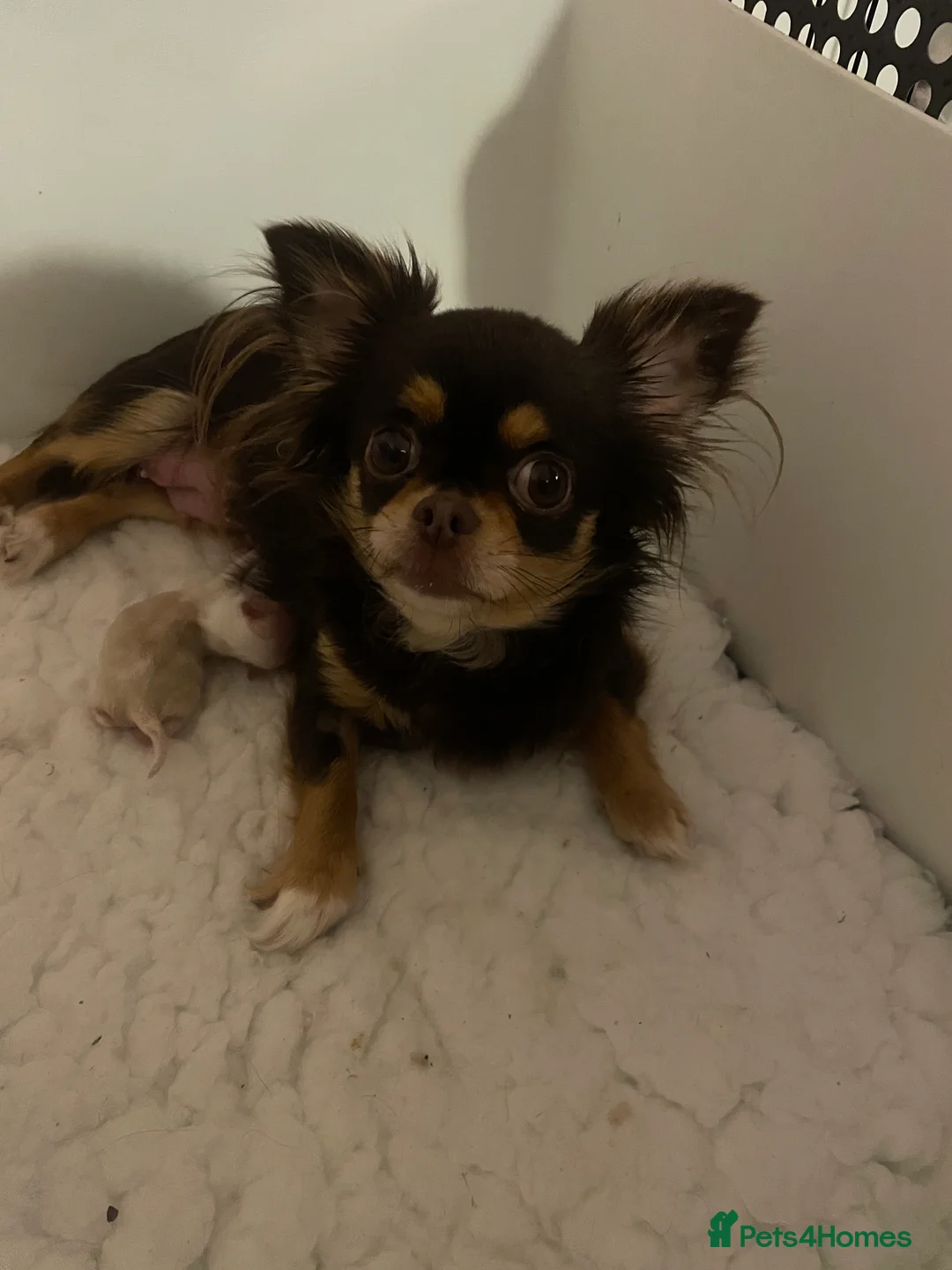 Chihuahua dogs for sale: Gorgeous  little  Longcoat Boy Kc 🌟🌟🌟🌟🌟 - Advert 28