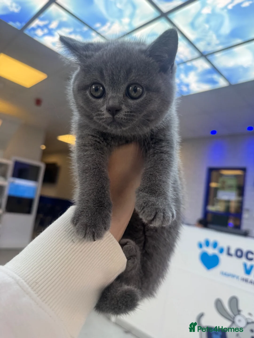 British Shorthair cats for sale: 3 Male British Shorthair Teddy Bear Kittens in Sutton Coldfield - Advert 12