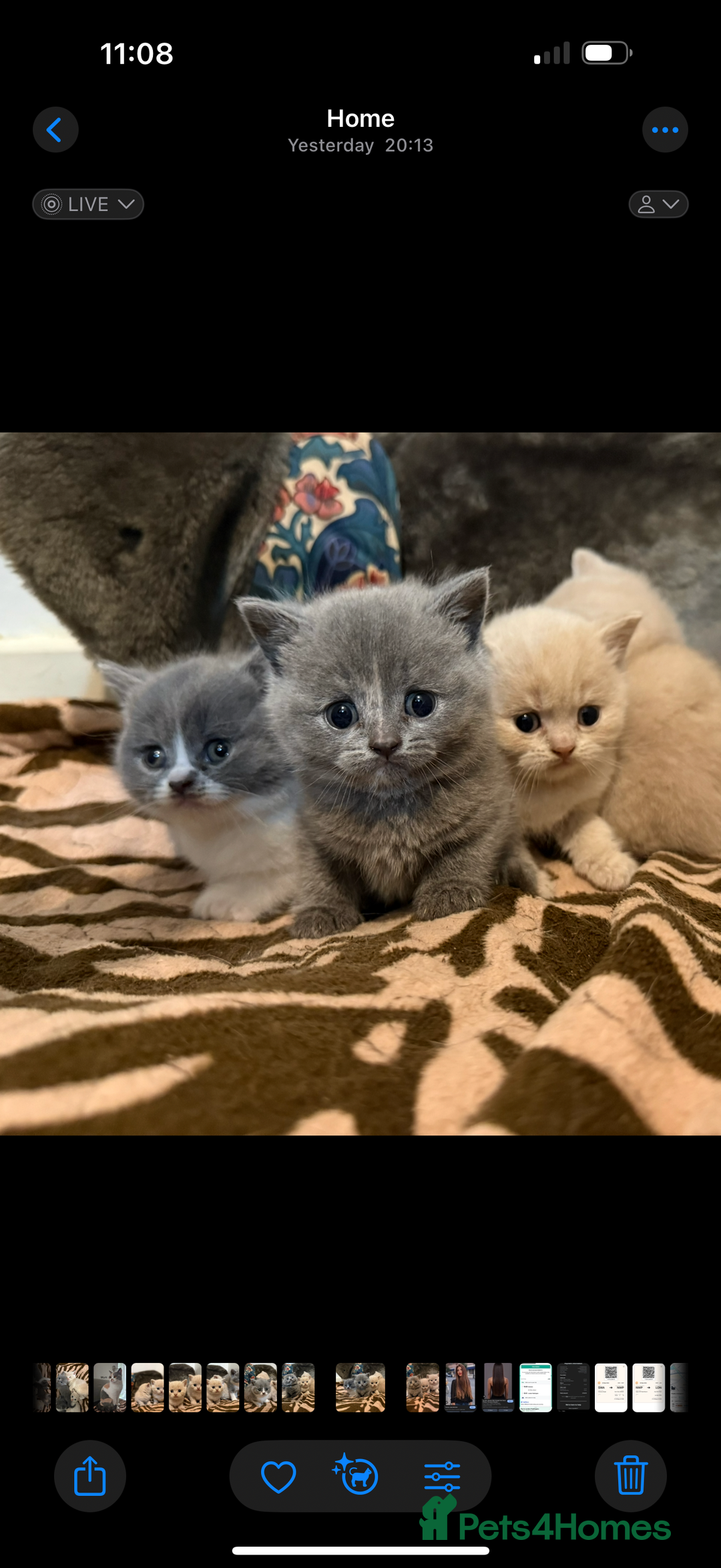 British Shorthair cats for sale: British shorthair kittens  - Image 8