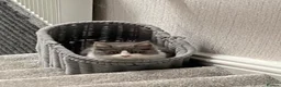 Maine Coon cats for sale: Maine coon x rag doll - Advert 3