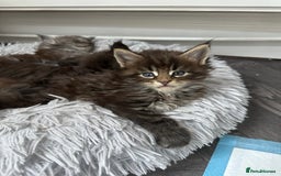 Maine Coon cats for sale: XXL Maine Coon Kittens Double TICA Champion lines  - Image 4