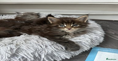 Maine Coon cats - Advert 2