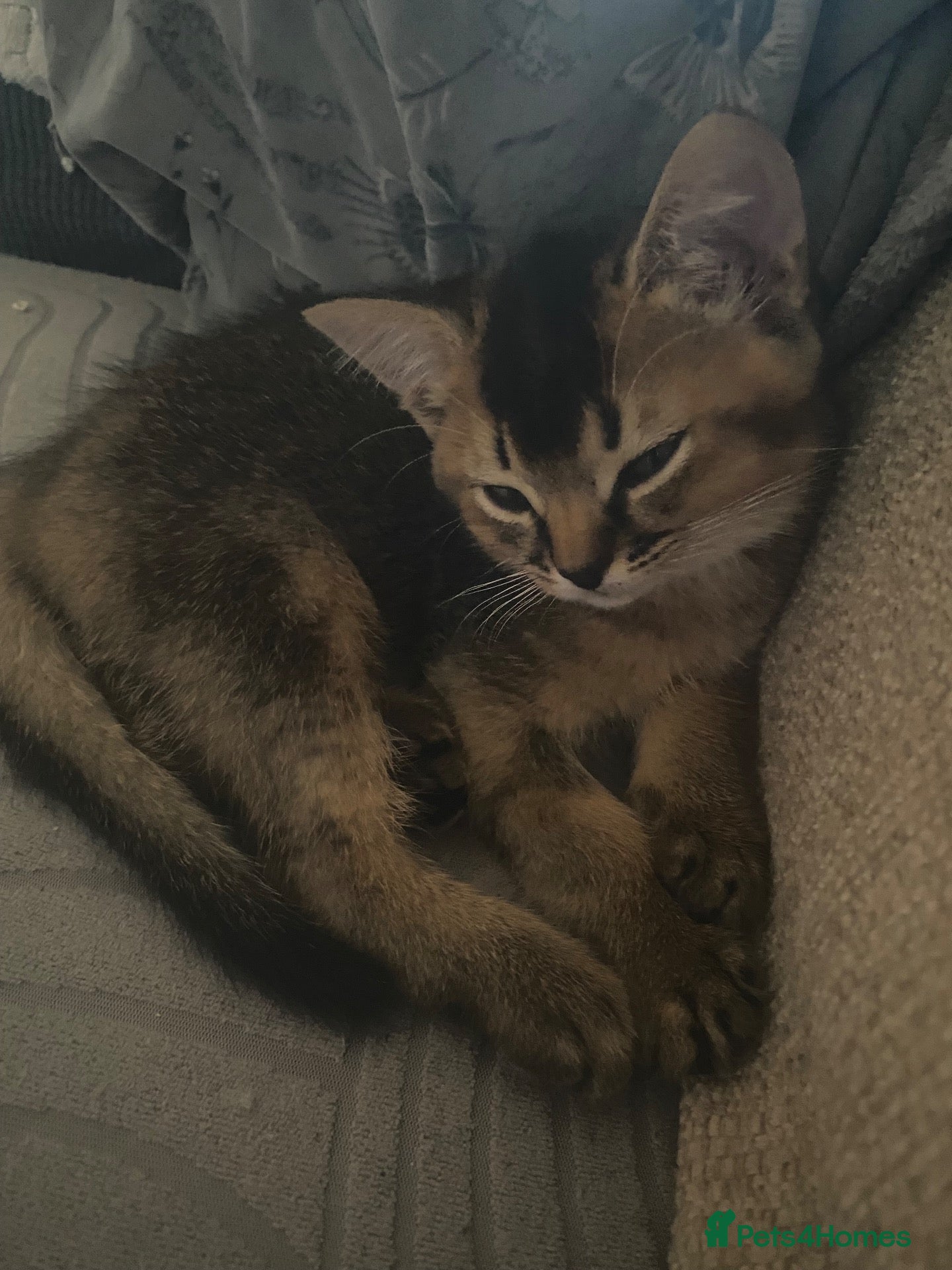 Abyssinian cats Four 3/4 Abyssinian 1/4 British shorthair kittens - Advert 2