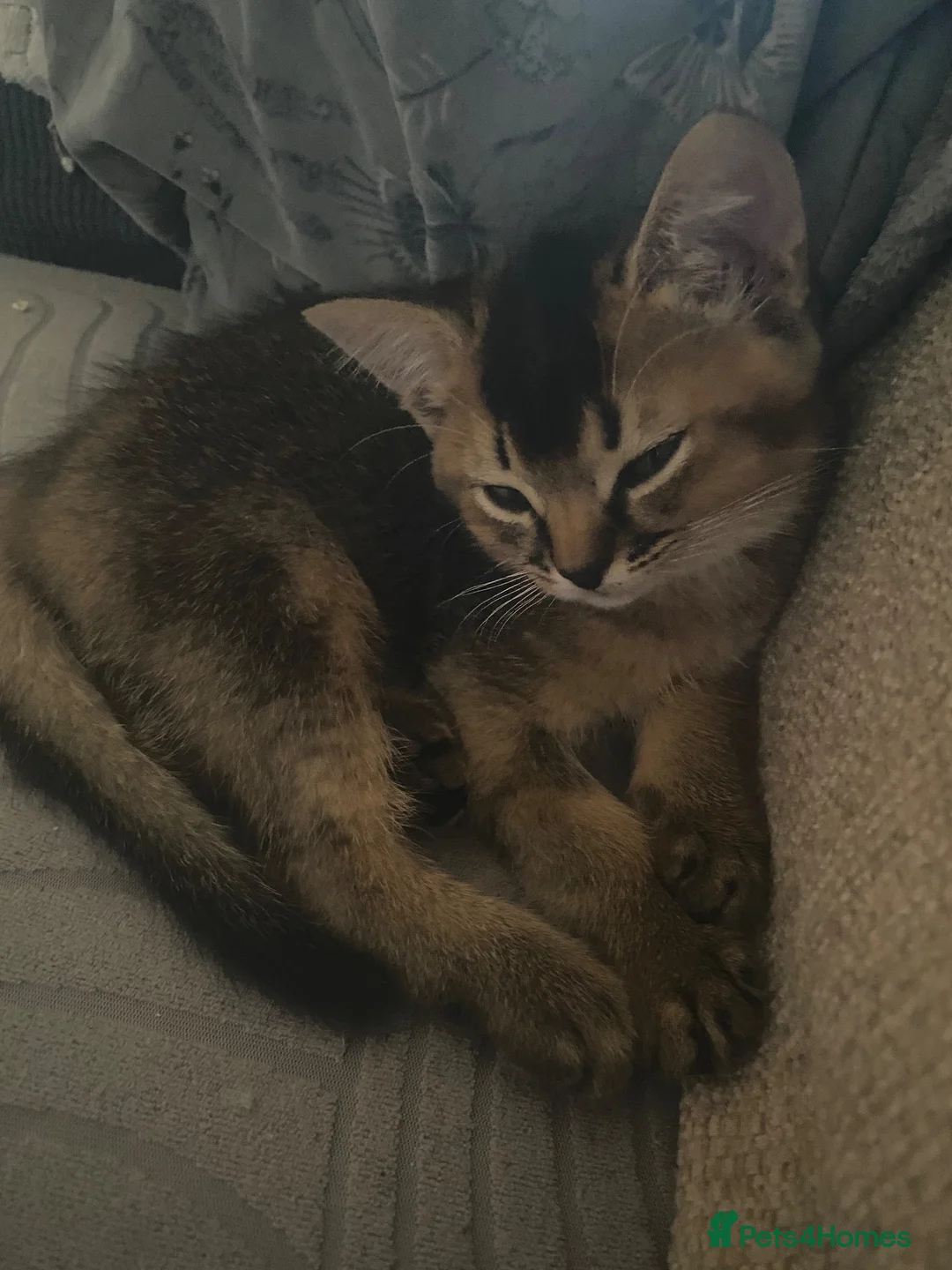 Abyssinian cats for sale: Four 3/4 Abyssinian 1/4 British shorthair kittens in Cambridge - Advert 2