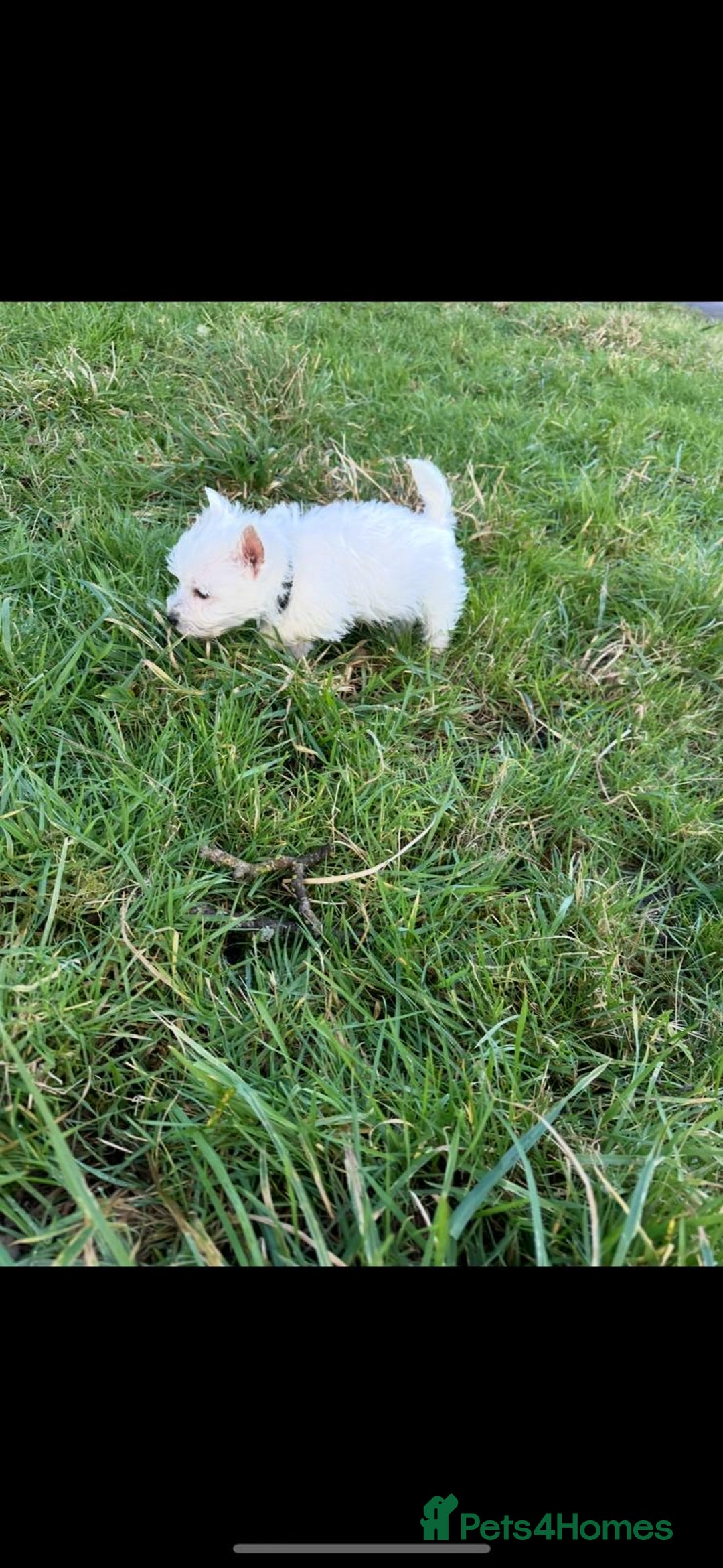 West Highland Terrier dogs for sale: West Highland Terrier Pups - Advert 2