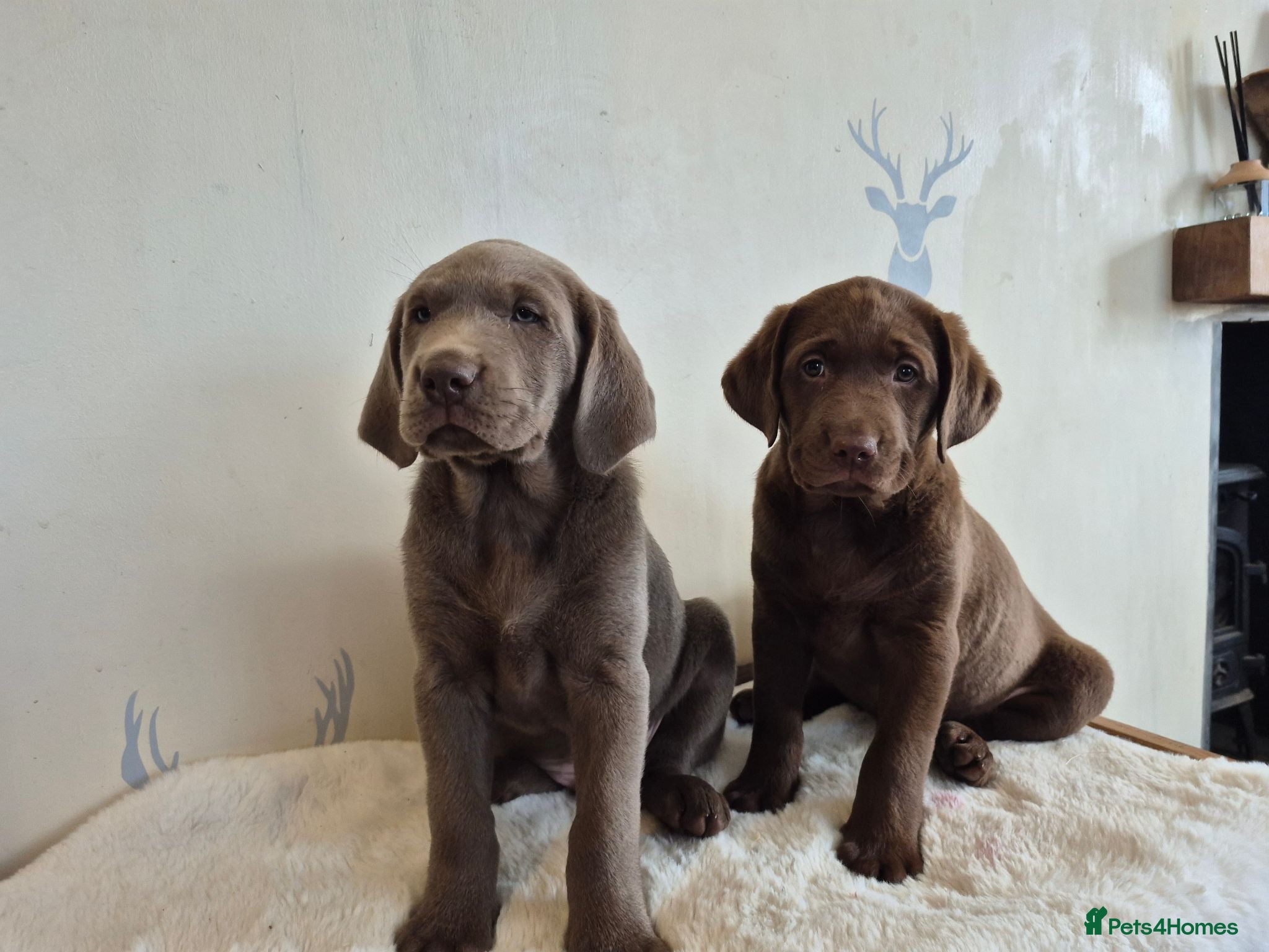 Labrador Retriever dogs 2 LEFT* Stunning KC Registered Labrador Retriever  - Advert 6