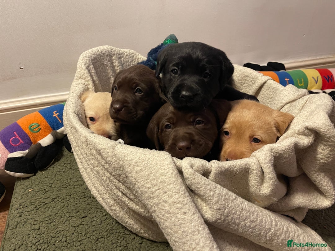 Labrador Retriever dogs for sale: Chunky Labrador Puppies (3 Girls & 2 Boys) - Advert 3