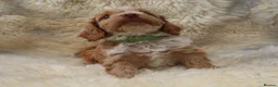 Cockapoo dogs for sale: FI CHAMPAGNE AND WHITE  MALE FROM 5* BREEDER - Advert 14