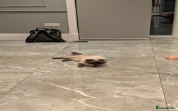 Ragdoll cats for sale: Purebred Ragdoll Kittens - Image 6