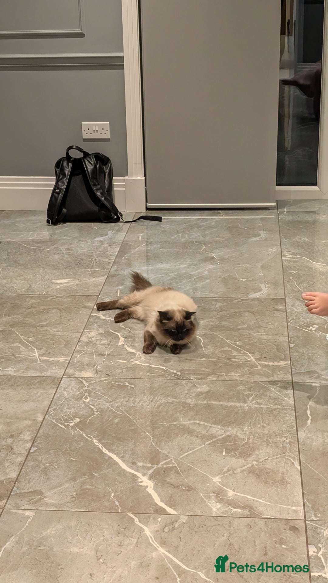 Ragdoll cats for sale: Purebred Ragdoll Kittens - Image 6