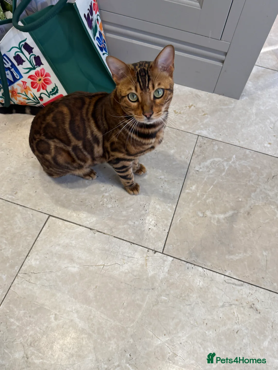 Bengal cats for sale: Bengal Twins for sale in Chigwell - Advert 2