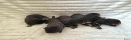 Rottweiler dogs for sale: Healthy & Chunky Family Raised Rottweiler Puppies - Advert 5