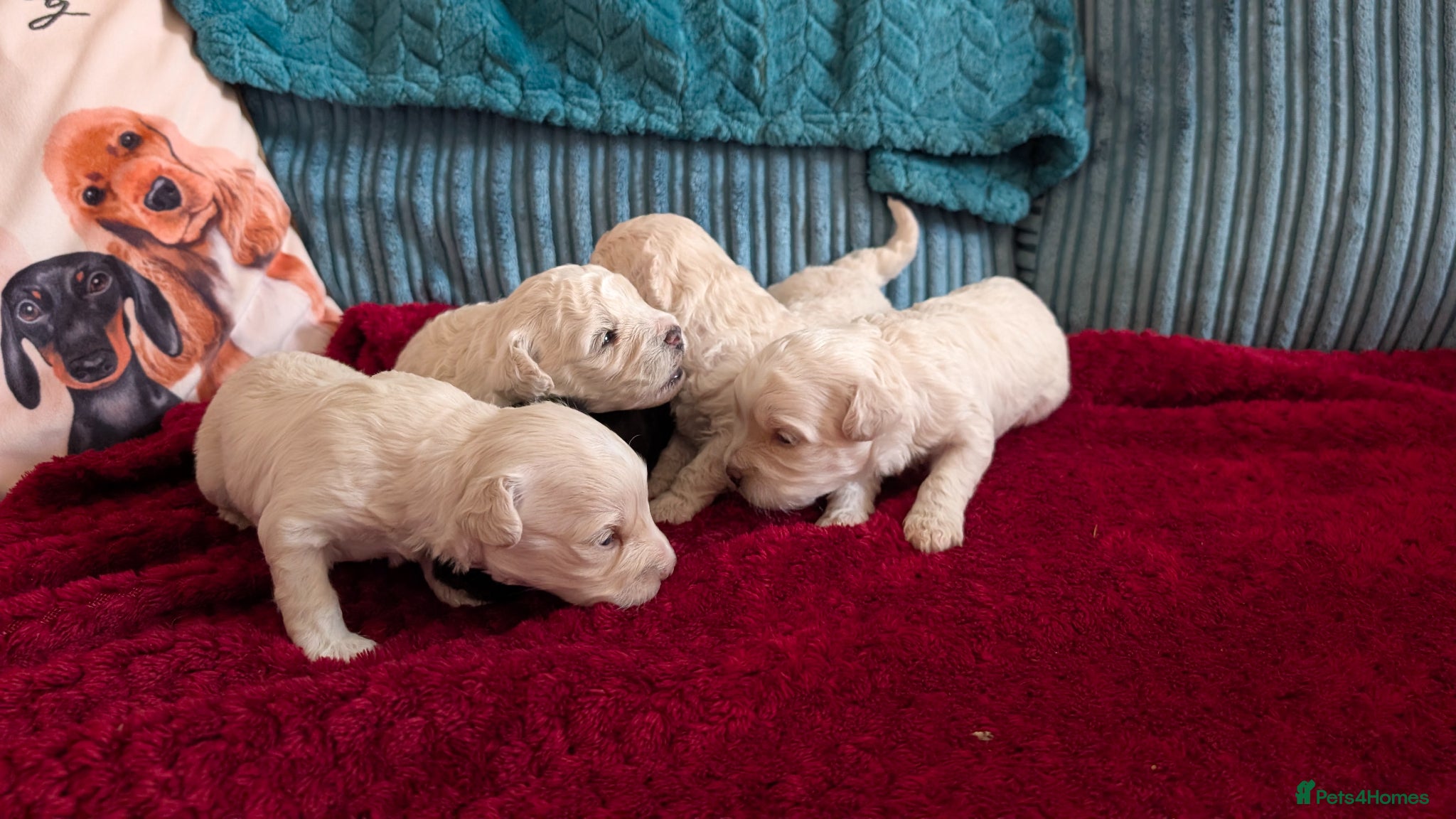 Maltipoo dogs for sale: Dna Genetically health tested maltipoos in Swindon - Advert 13