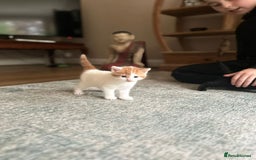 Mixed Breed cats for sale: Kittens for sale Carlisle  - Image 9