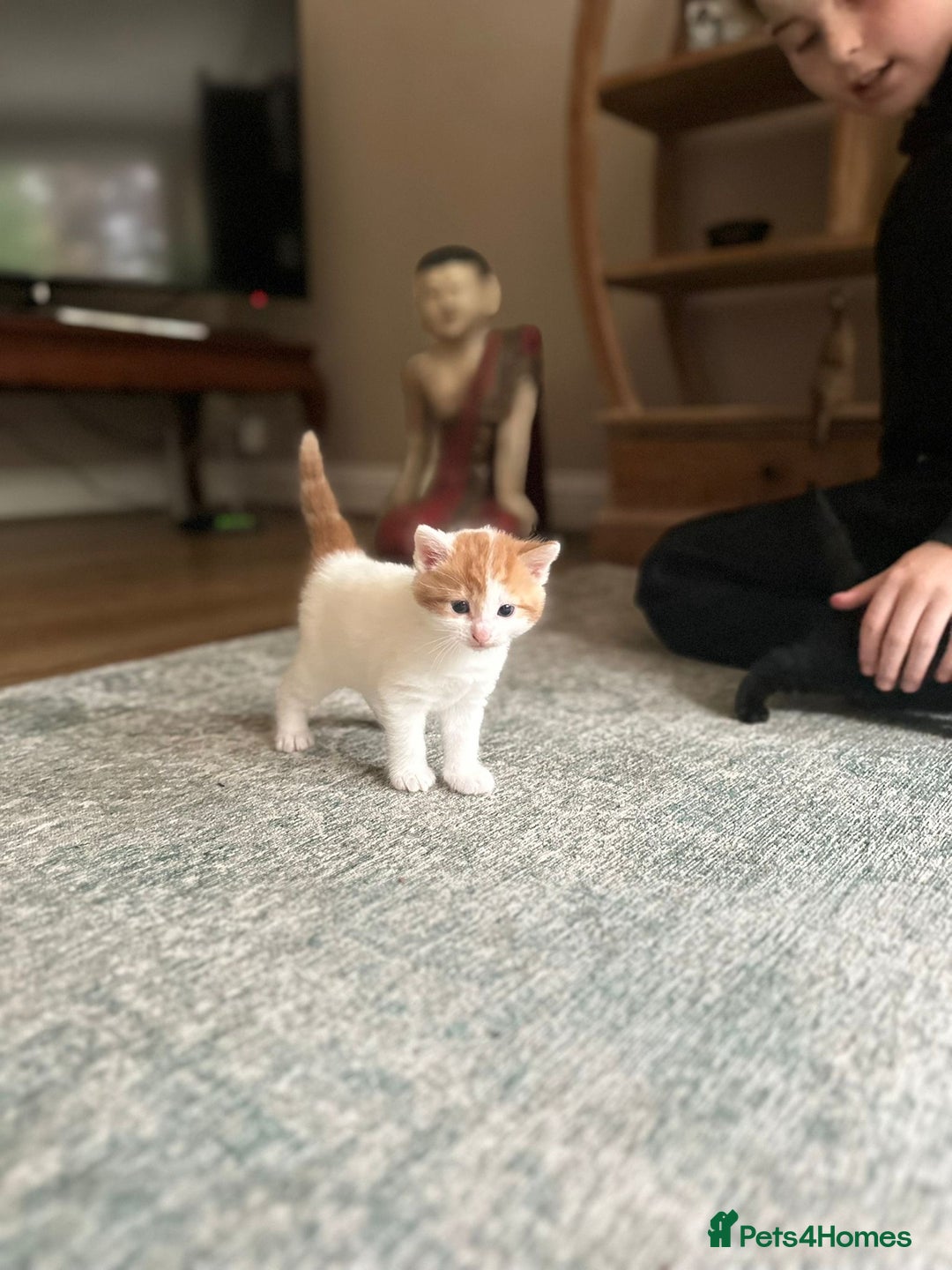 Mixed Breed cats for sale: Kittens for sale Carlisle  - Image 9