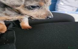Miniature Dachshund dogs for sale: Miniature Dachshund ready to leave now - Image 3
