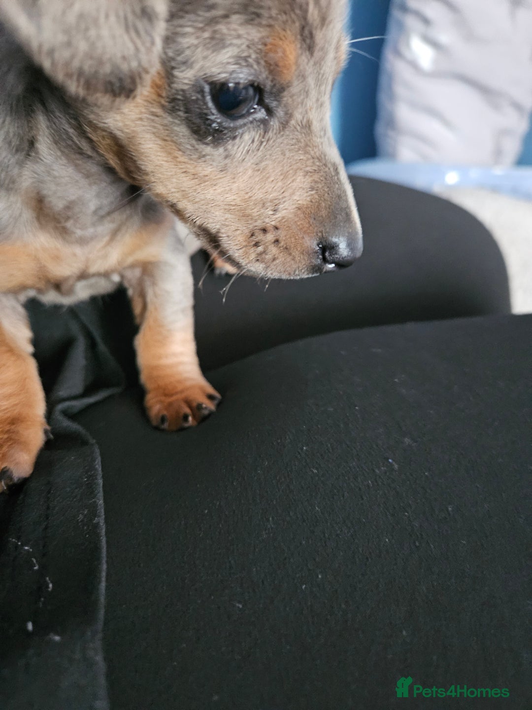 Miniature Dachshund dogs for sale: Miniature Dachshund ready to leave now - Image 3