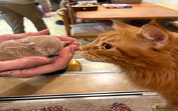 Maine Coon cats for sale: Maine Coon cuties - Advert 13