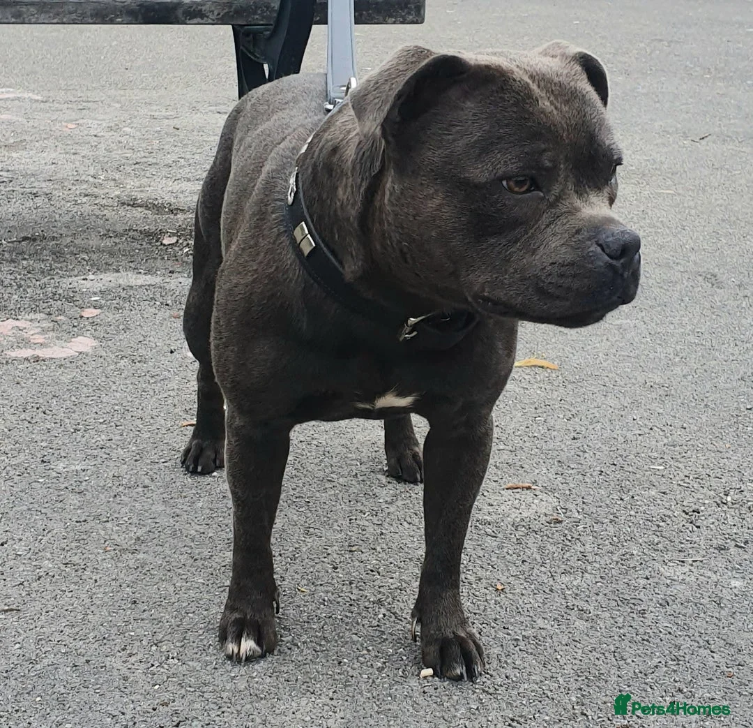 Staffordshire Bull Terrier dogs for stud: **ROSCO**OUTSTANDING BLUE STUD! in Birmingham - Advert 7