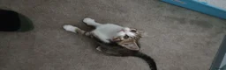 Domestic Shorthair cats for sale: A brown tabby and white coat pattern  in Bilston - Advert 6