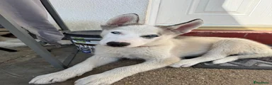 Siberian Husky Puppy 1