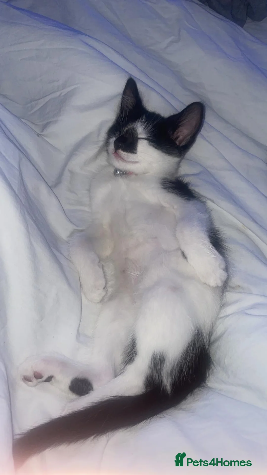 Turkish Angora cats for sale: 🐾 Exceptional Turkish Angora x Kittens in Belper - Advert 6
