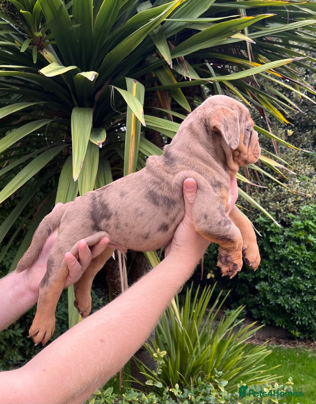 Olde English Bulldogge dogs for sale: RAINBOW OLD ENGLISH LITTER !!! - Image 3