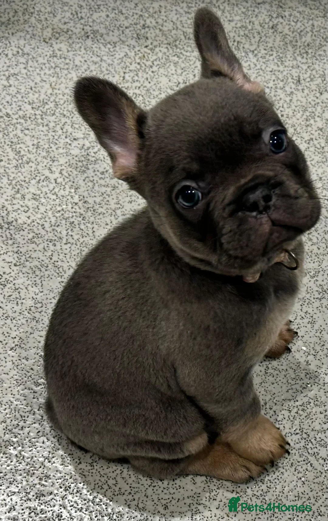 French Bulldog dogs for sale: KC registered French Bulldog Puppies - Advert 8