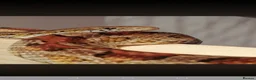 Corn Snake reptiles for sale: Corn snake and viv in Bristol - Advert 1