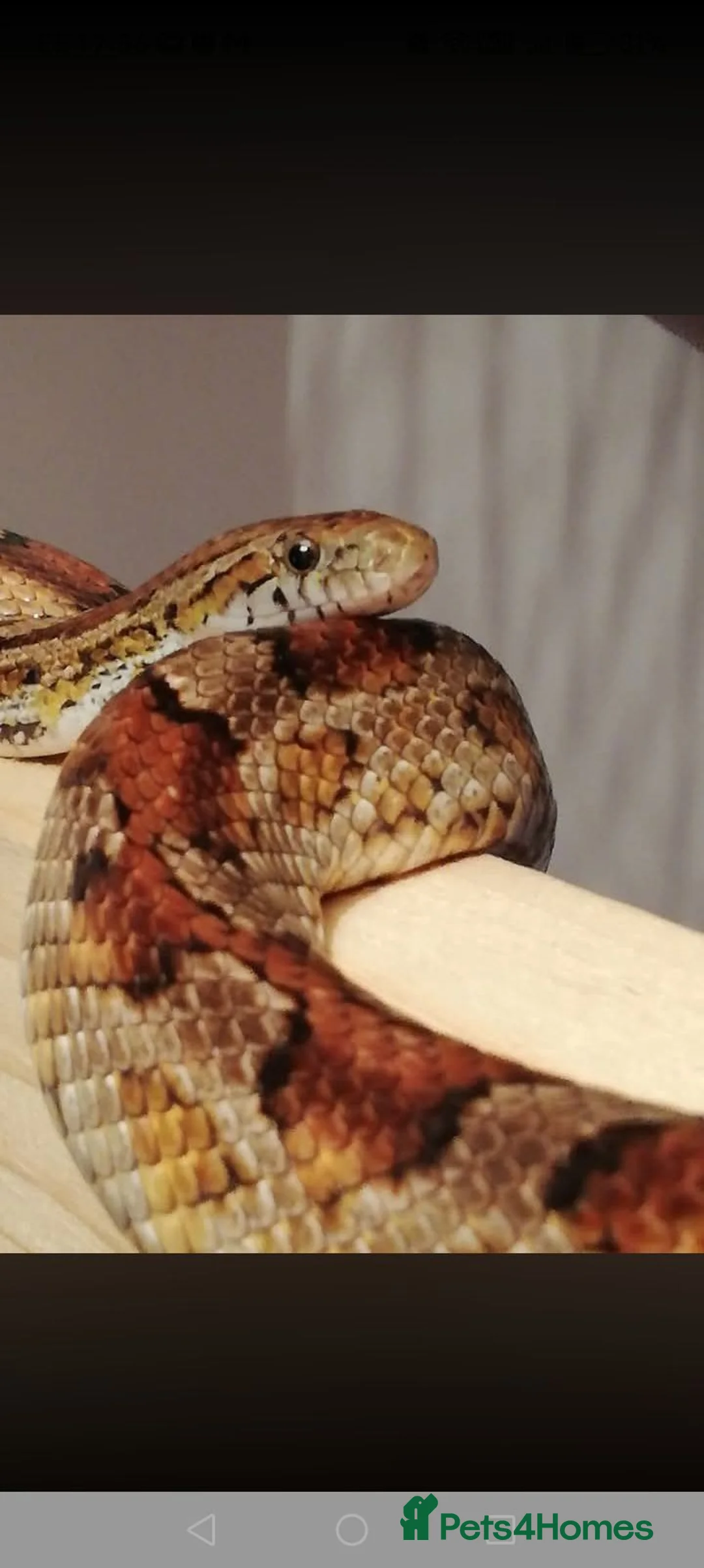 Corn Snake reptiles for sale: Corn snake and viv in Bristol - Advert 1