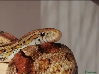 Corn Snake reptiles Corn snake and viv - Advert 17