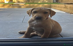 Labrador Retriever dogs for sale: Ready now!! KC Fox Red & Black Labrador Puppies - Image 3