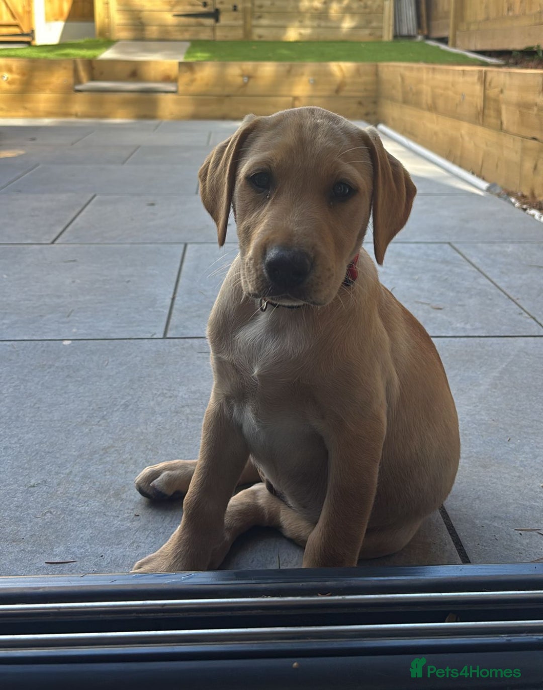 Labrador Retriever dogs for sale: Ready now!! KC Fox Red & Black Labrador Puppies - Image 3