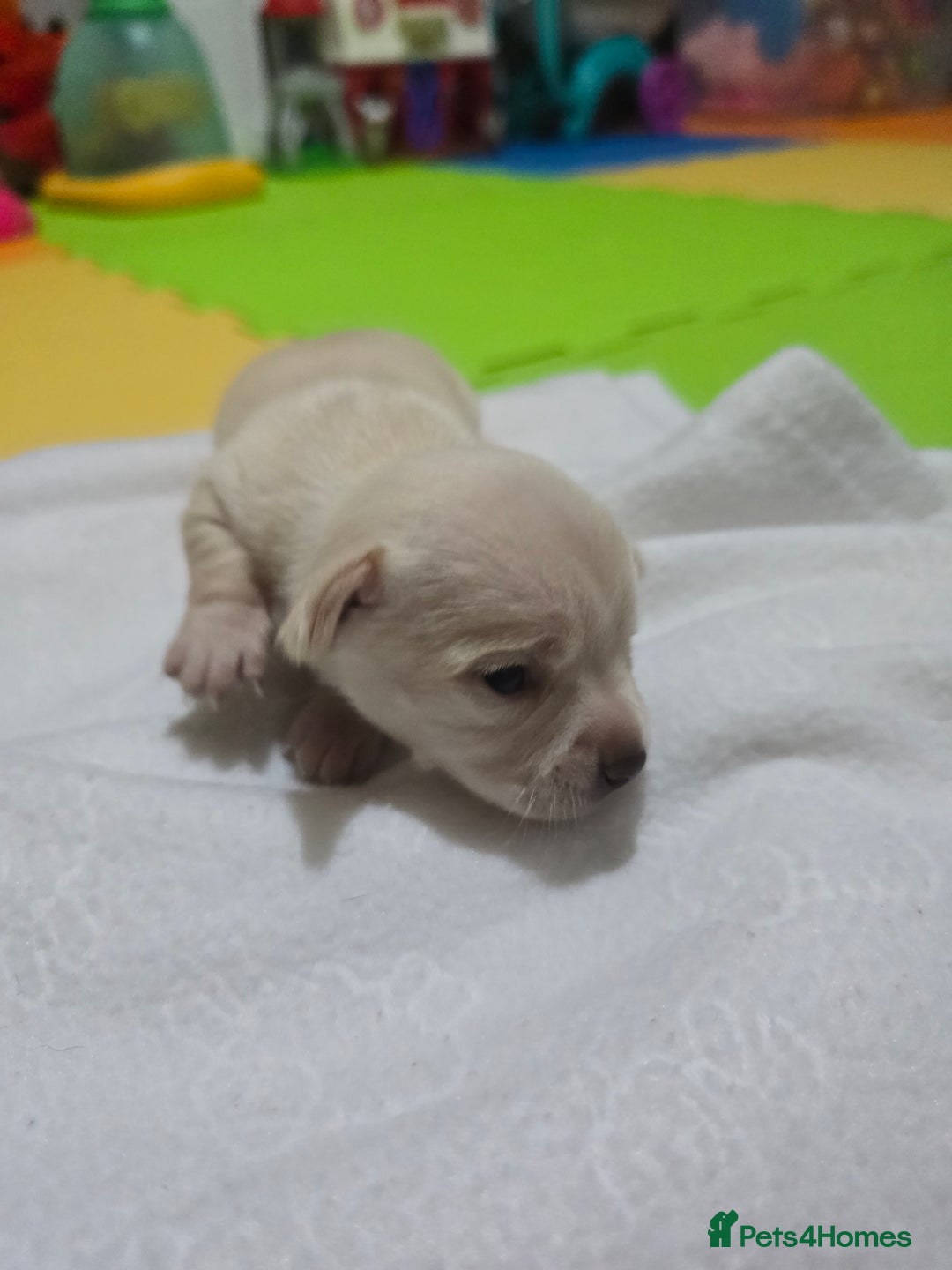 Chihuahua dogs for sale: Beautifull Chihuahua Puppies - Advert 4